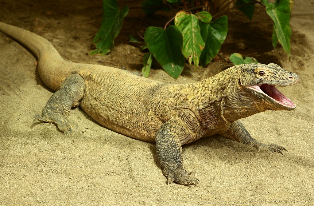 Komodo Dragon