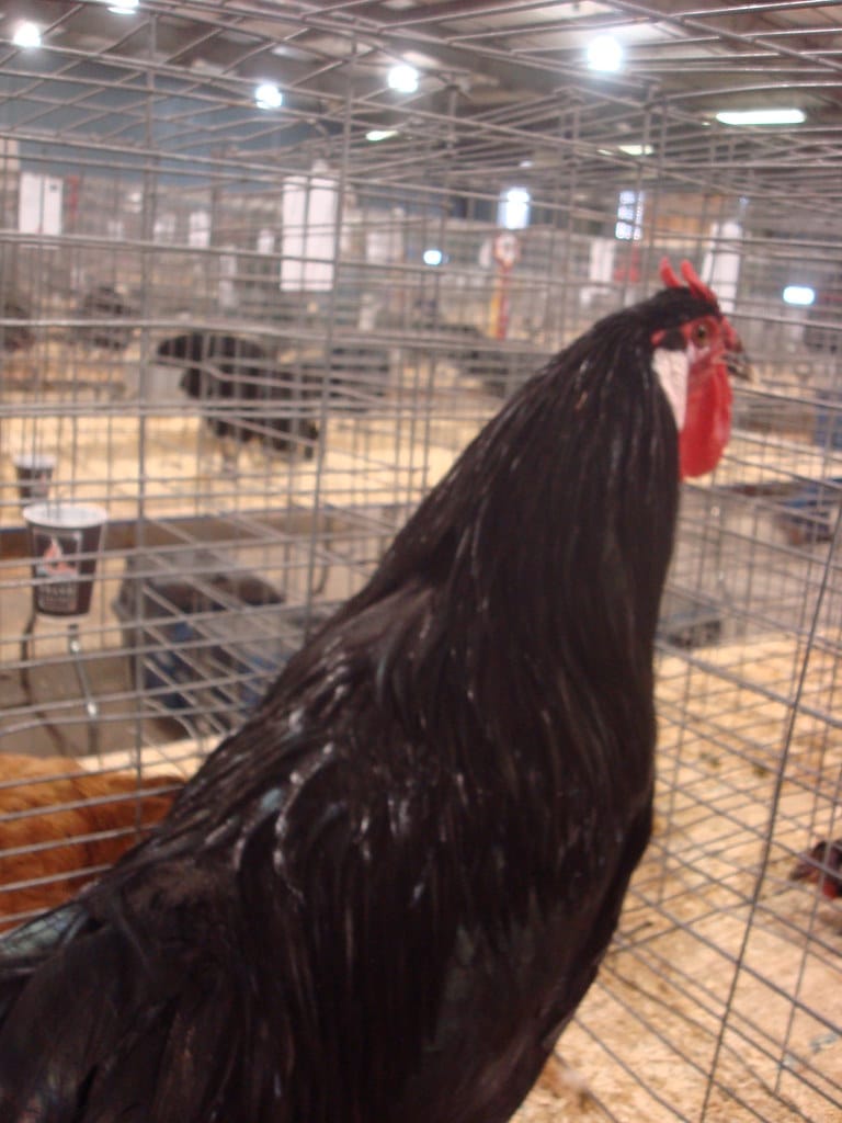 La Fleche - Beautiful and Colorful Chicken Breeds