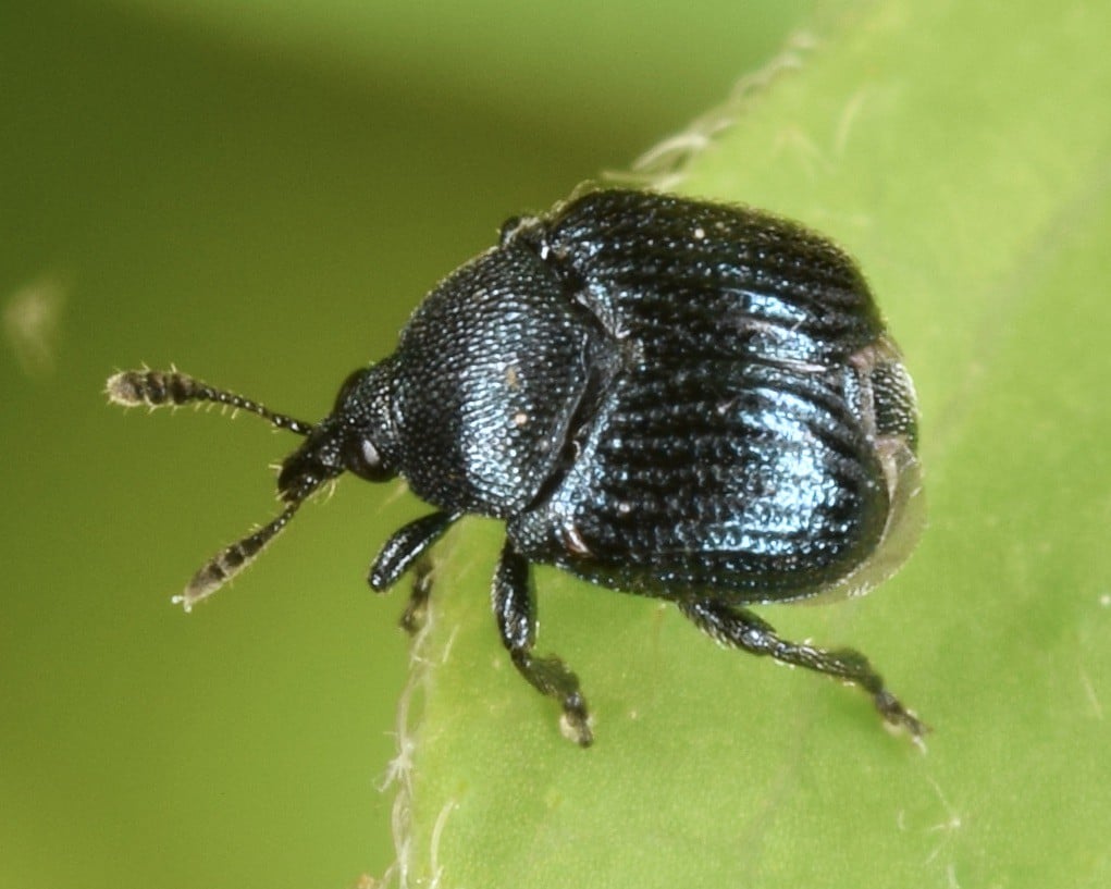 Leaf Roll Thieves Weevil