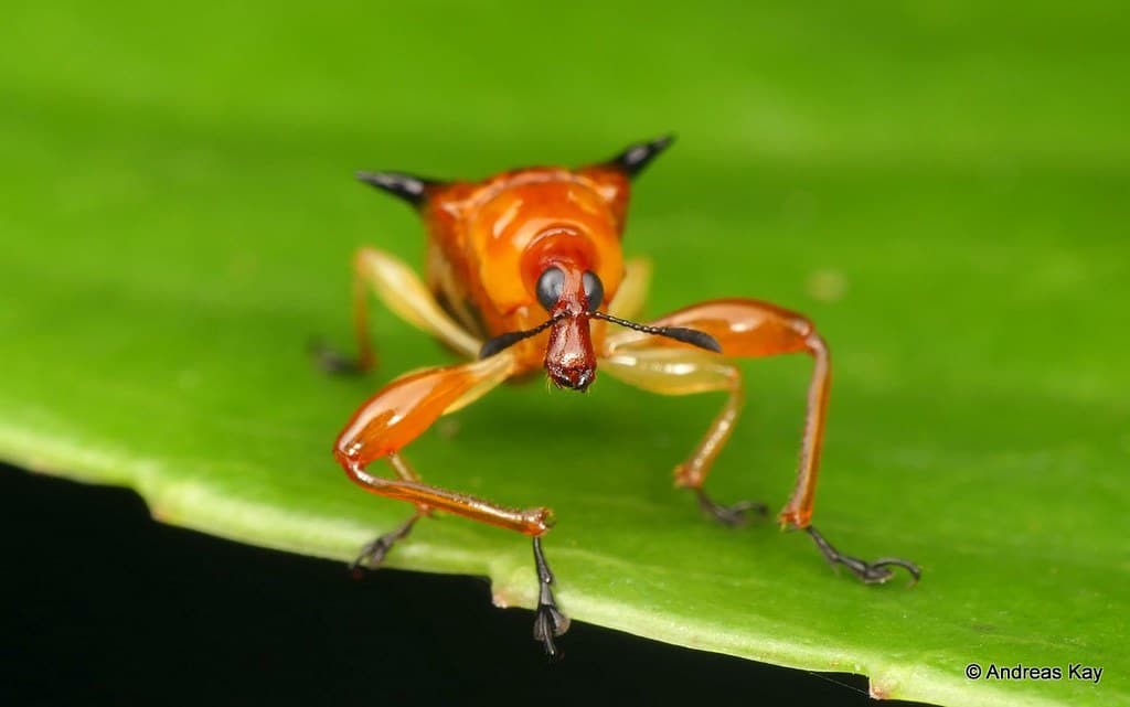 Leaf-rolling Weevil