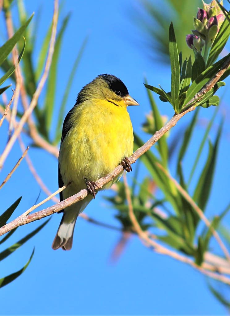Lesser Goldfinch - Types of Finches in Oregon