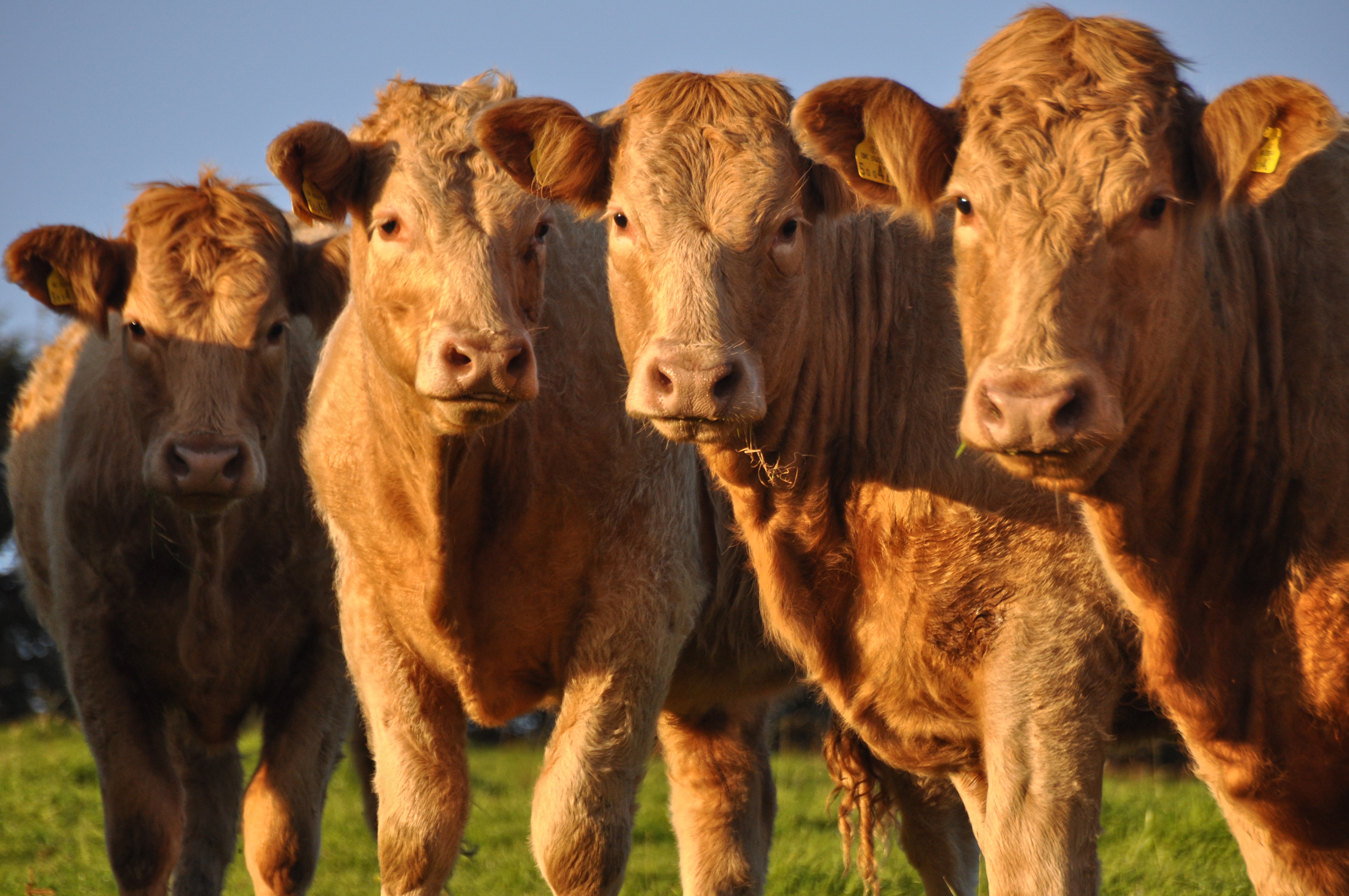 Limousin Cattle