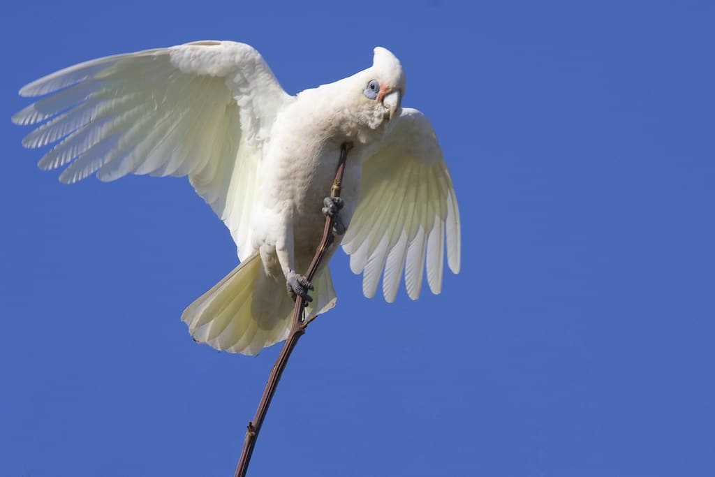 Little Corella