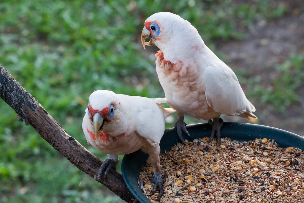 Long-billed Corella