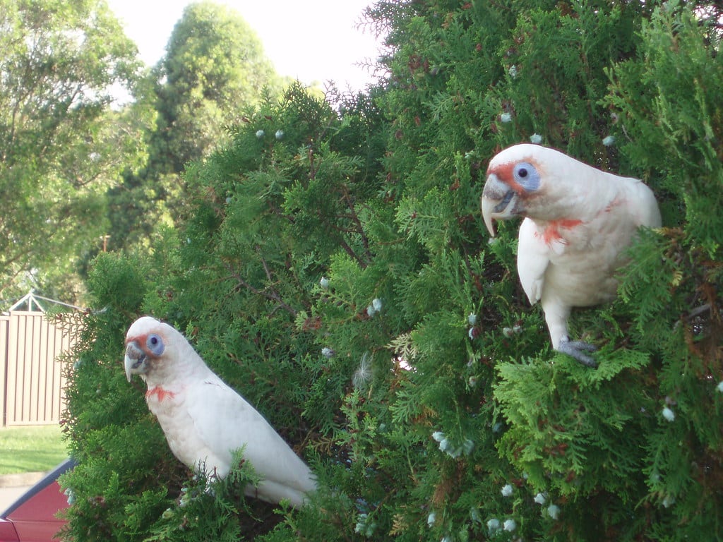 Long-billed Corella
