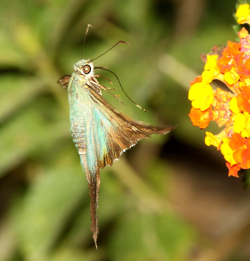 Long-Tailed Skipper Butterfly 