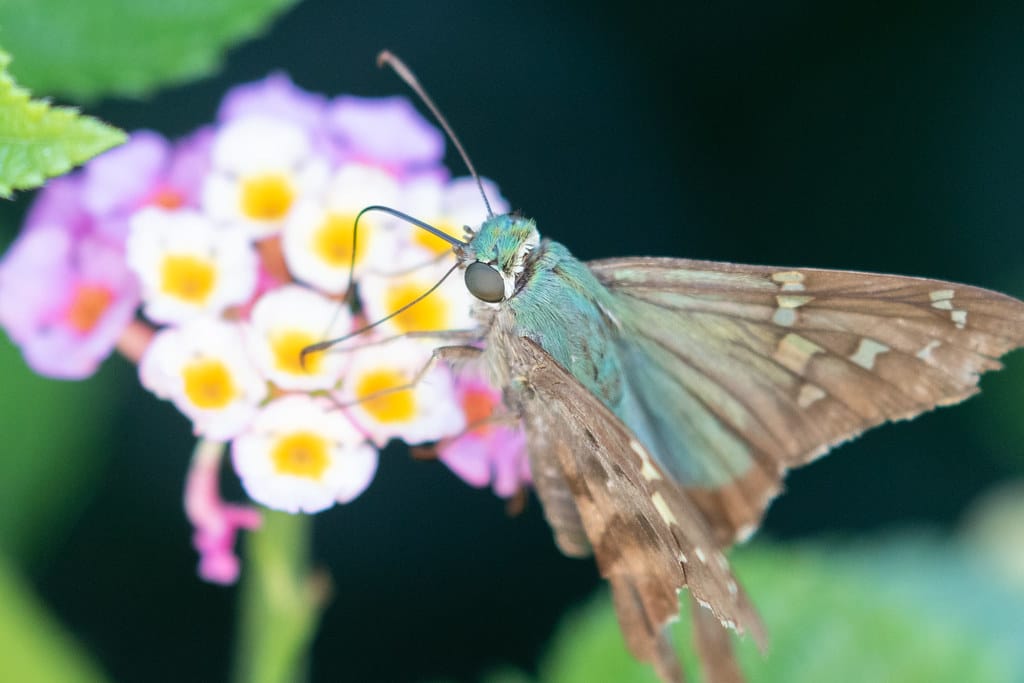 Long-tailed Skipper