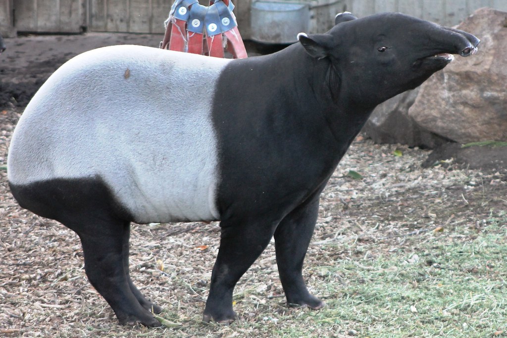 Malayan Tapir