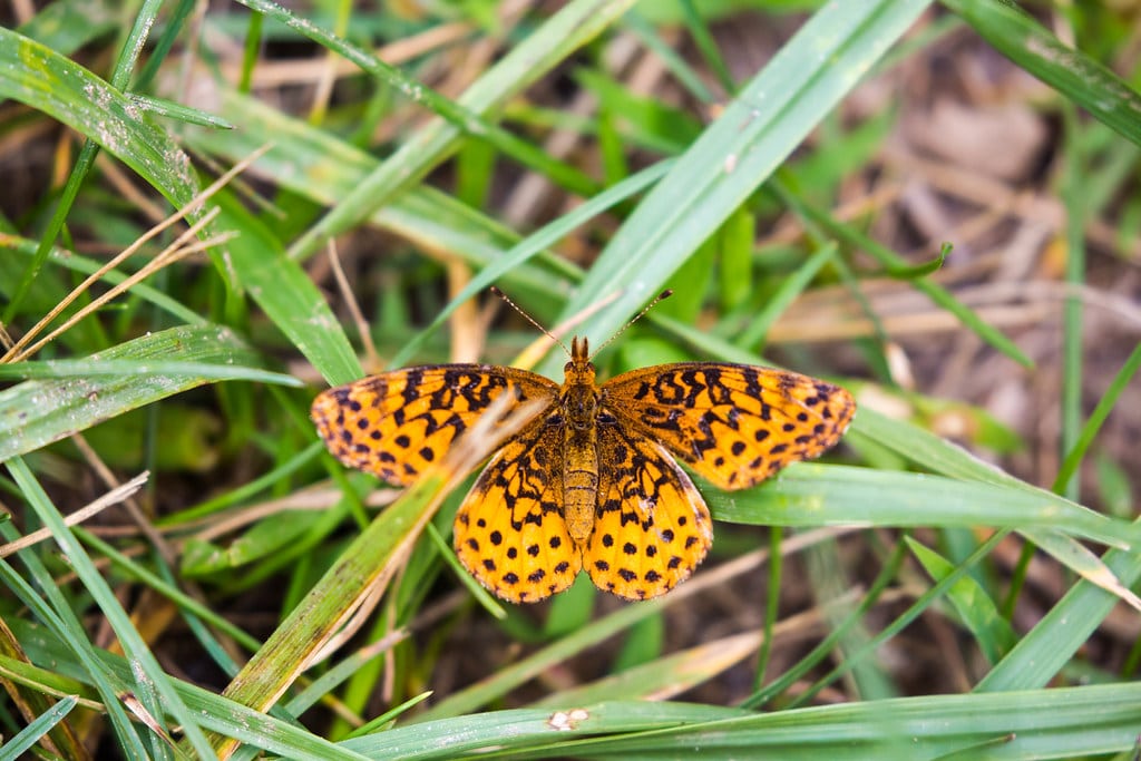 Meadow Fritillary