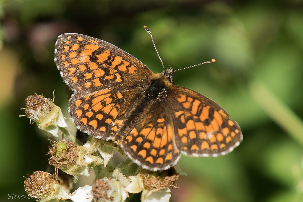 Meadow Fritillary