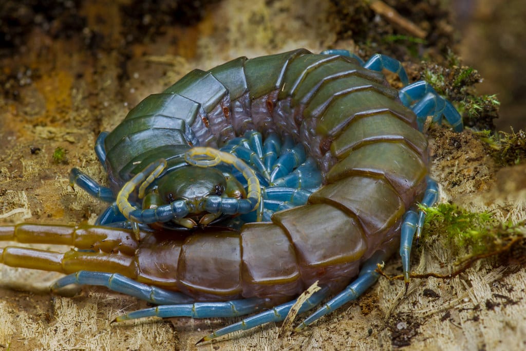Minor Blue Leg Centipede 
