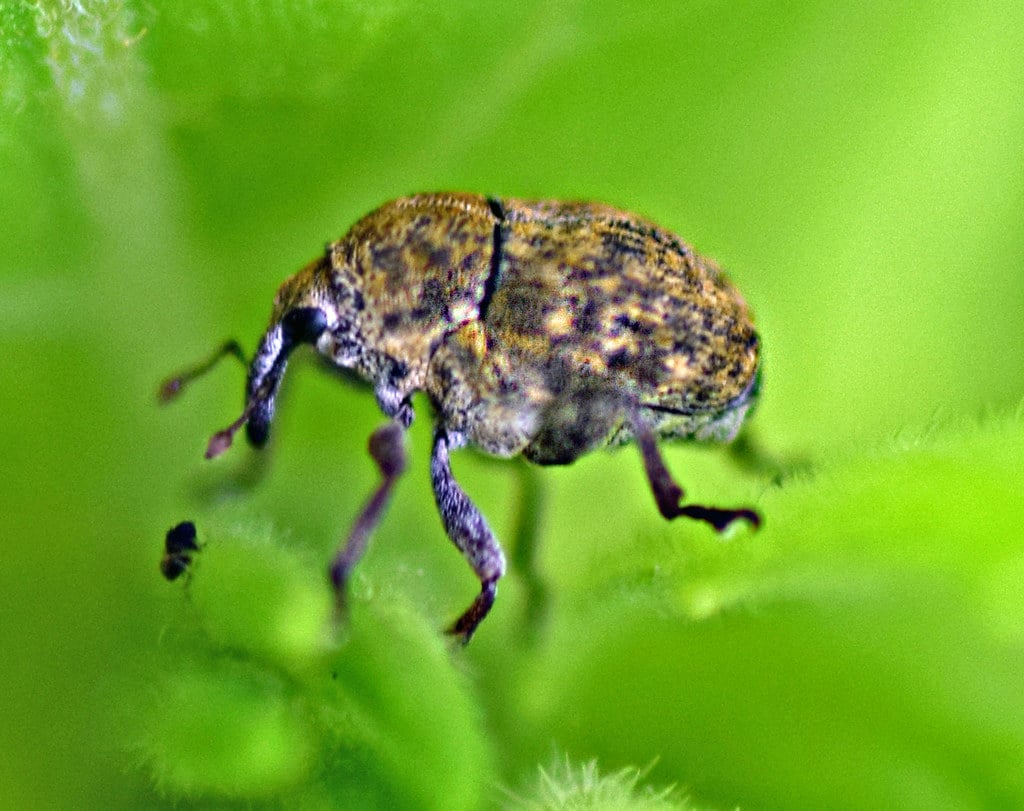 Minute Seed Weevil