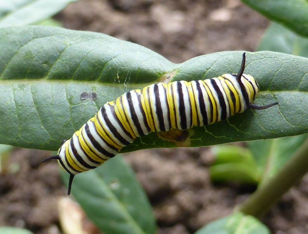 Monarch Caterpillar