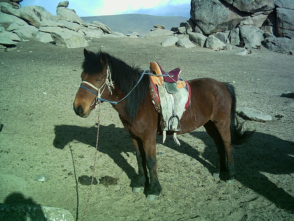 Mongolian Horse