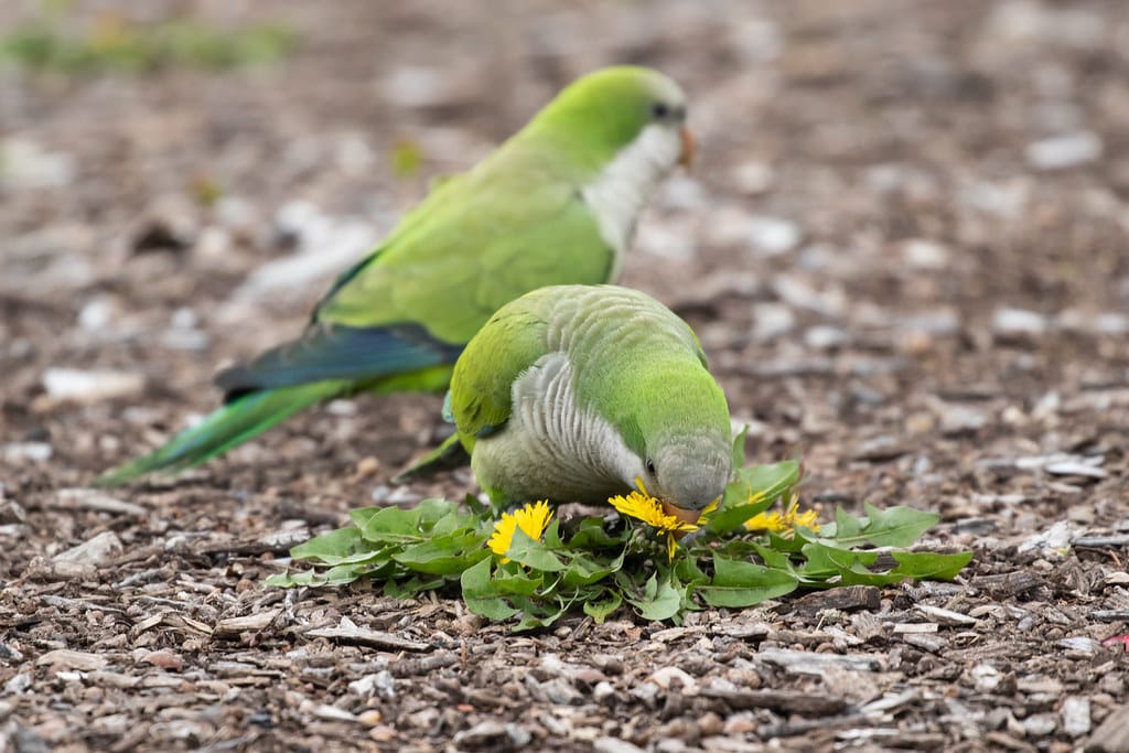 Monk Parakeets