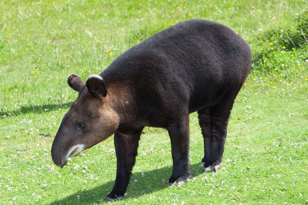 Mountain Tapir