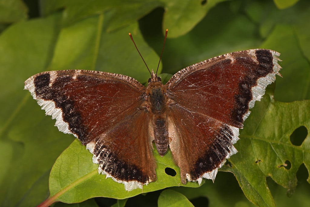 Mourning Cloak - Types of Butterflies in Alaska