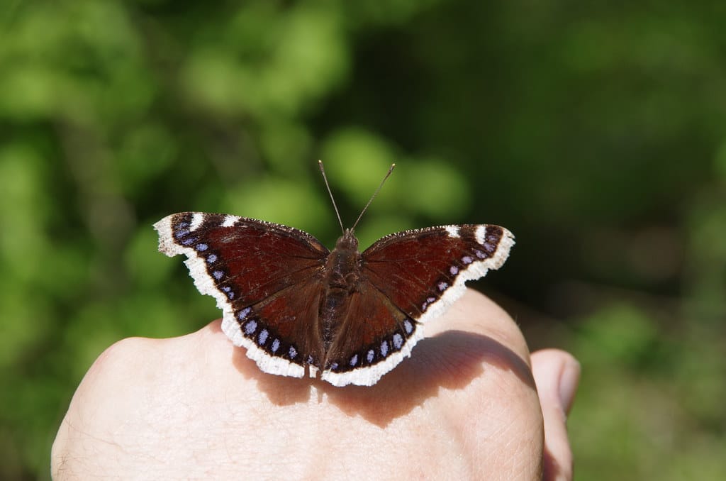 Mourning Cloak