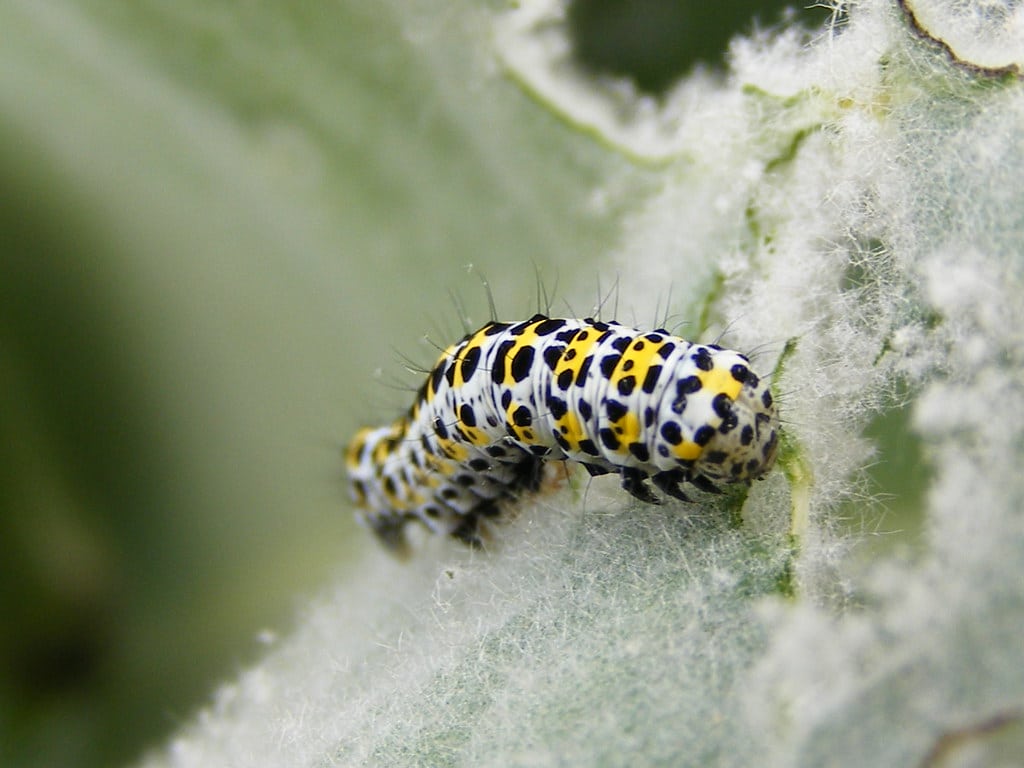 Mullein Moth Caterpillar