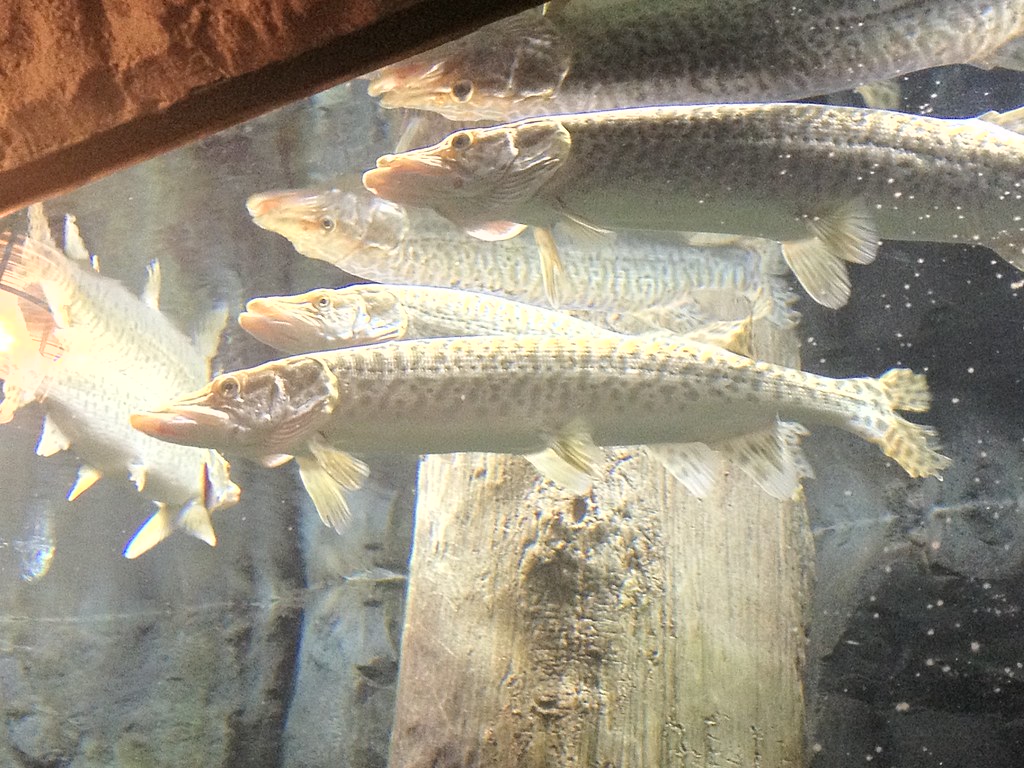 Muskellunge “Musky”