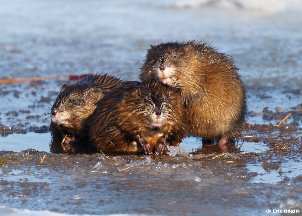 Muskrat