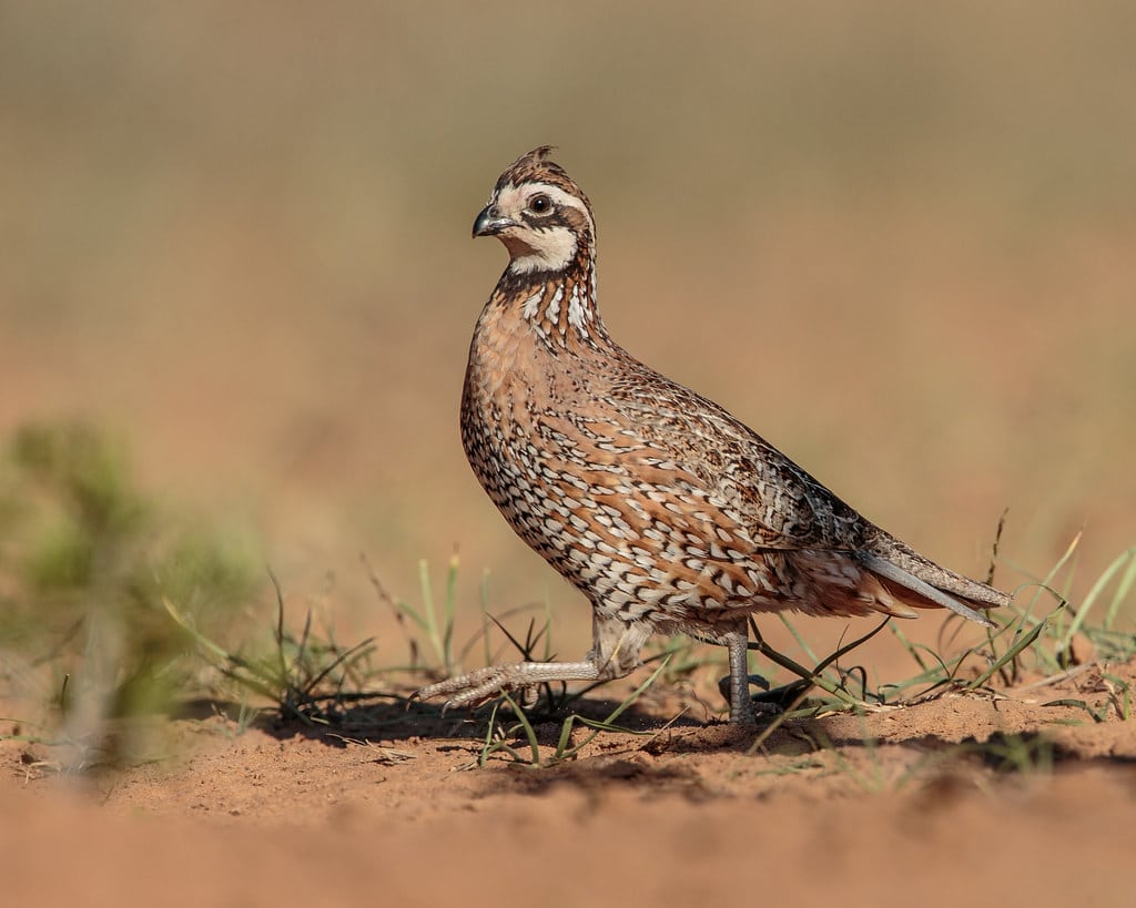 Northern Bobwhite's Quail