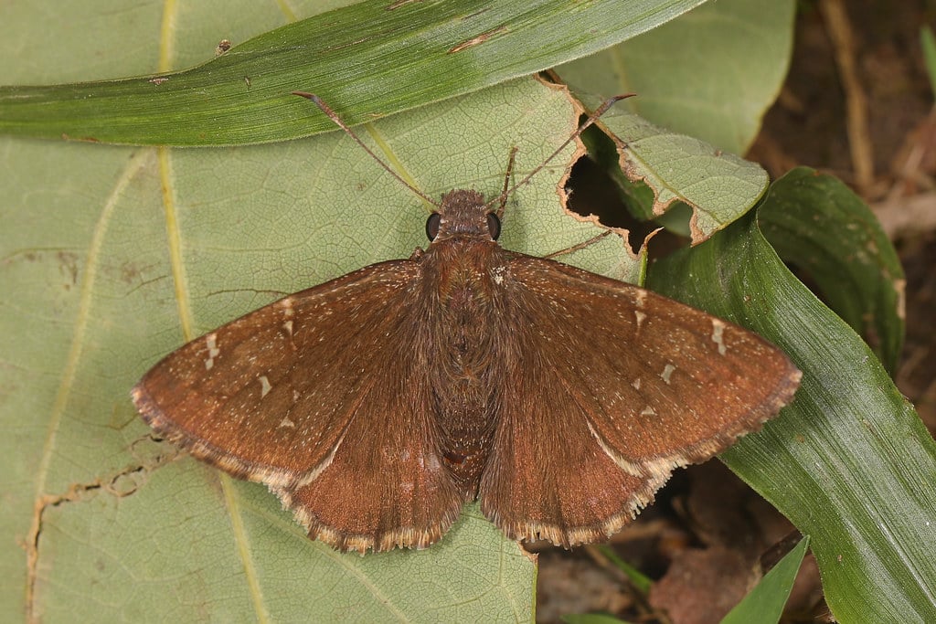 Northern Cloudywing