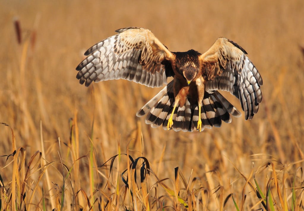Northern Harrier