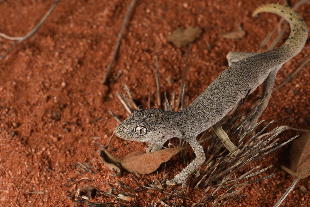 Northern Spiny-tailed Gecko