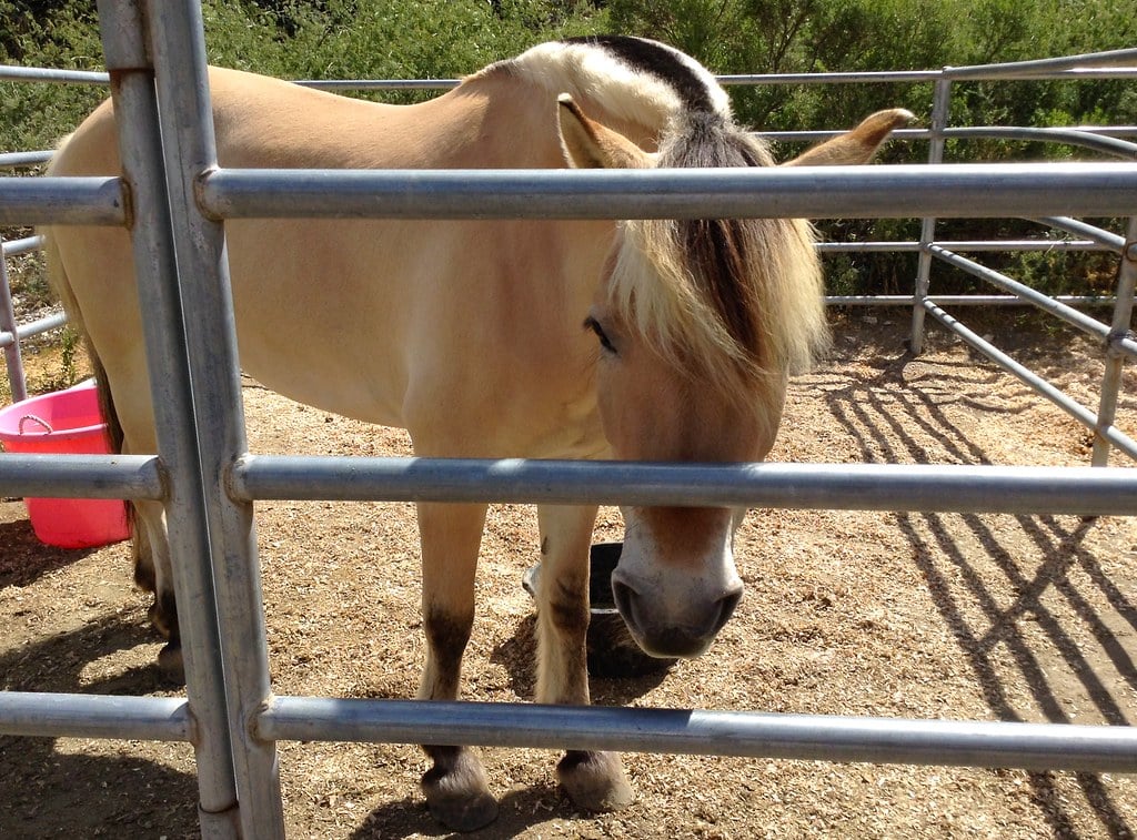 Norwegian Fjord Horse
