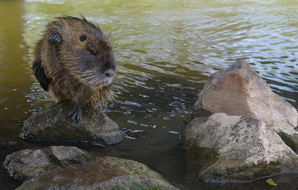 Nutria