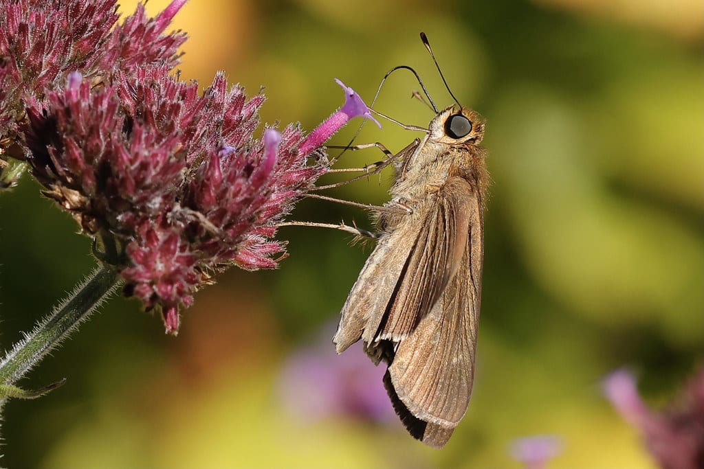Ocola Skipper