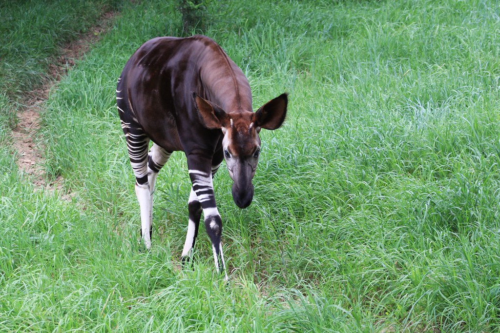 Okapi