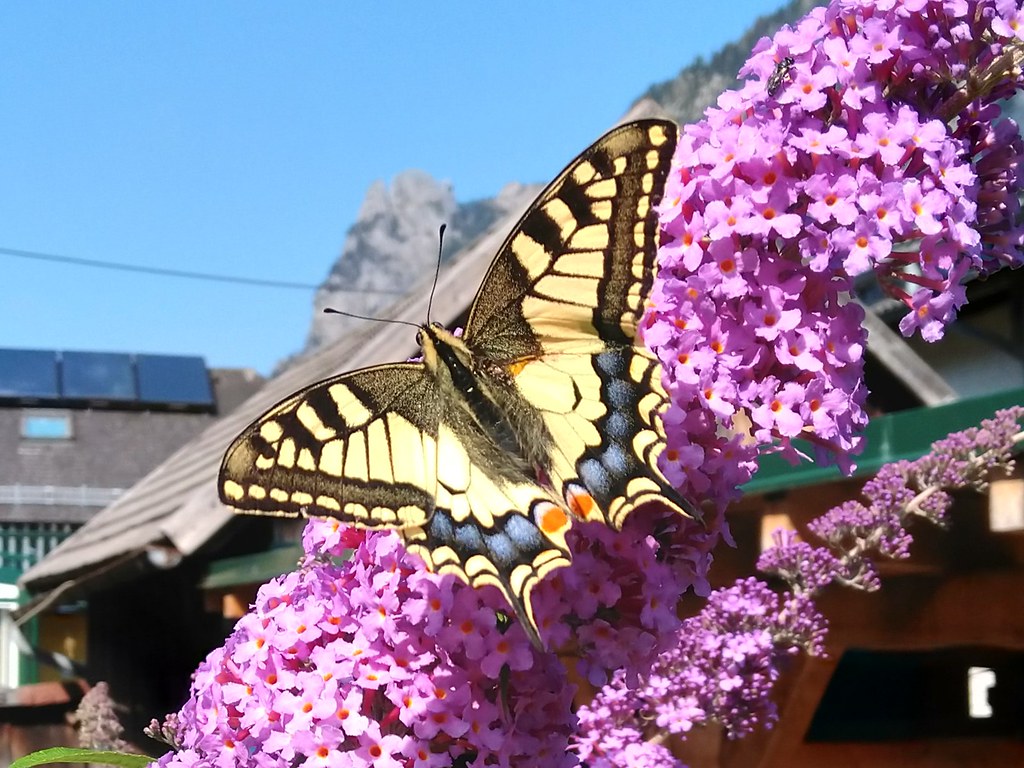 Old-world Swallowtail