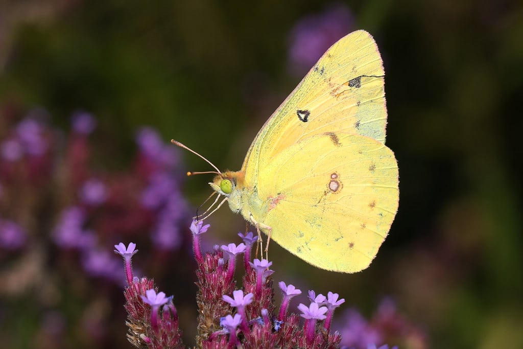 Orange Sulphur