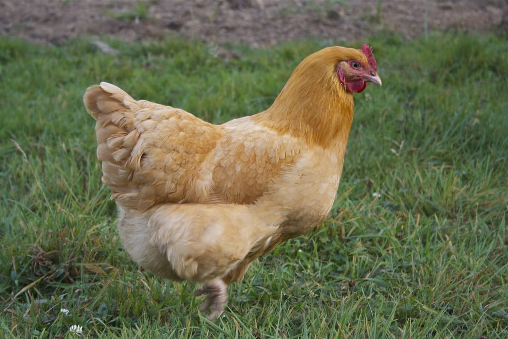 Orpington Chicken