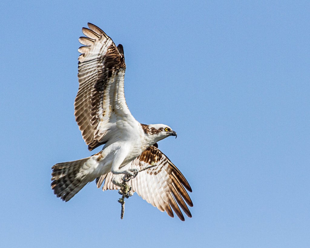 Osprey