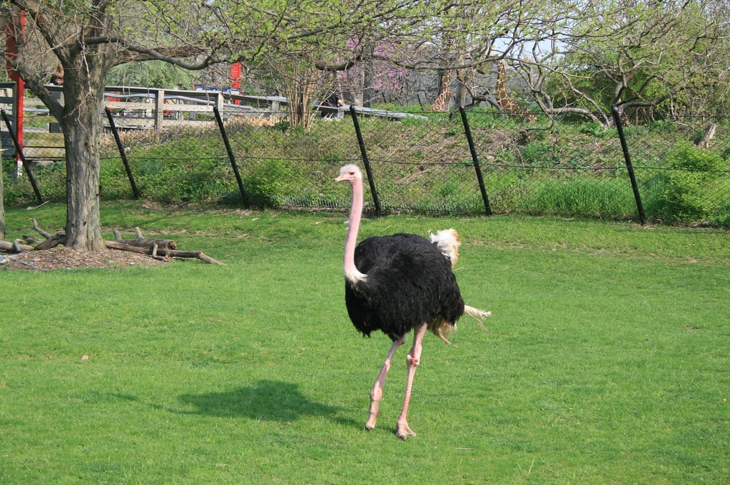 Ostrich