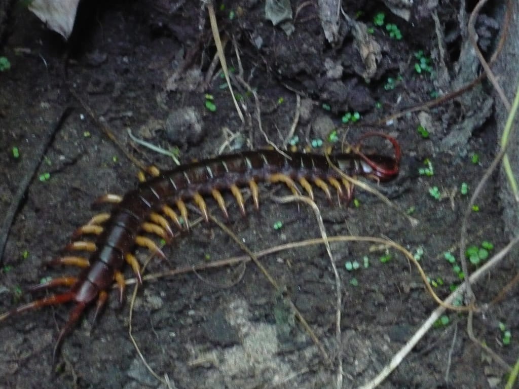 Pacific Giant Centipede (Scolopendra subspinipes)