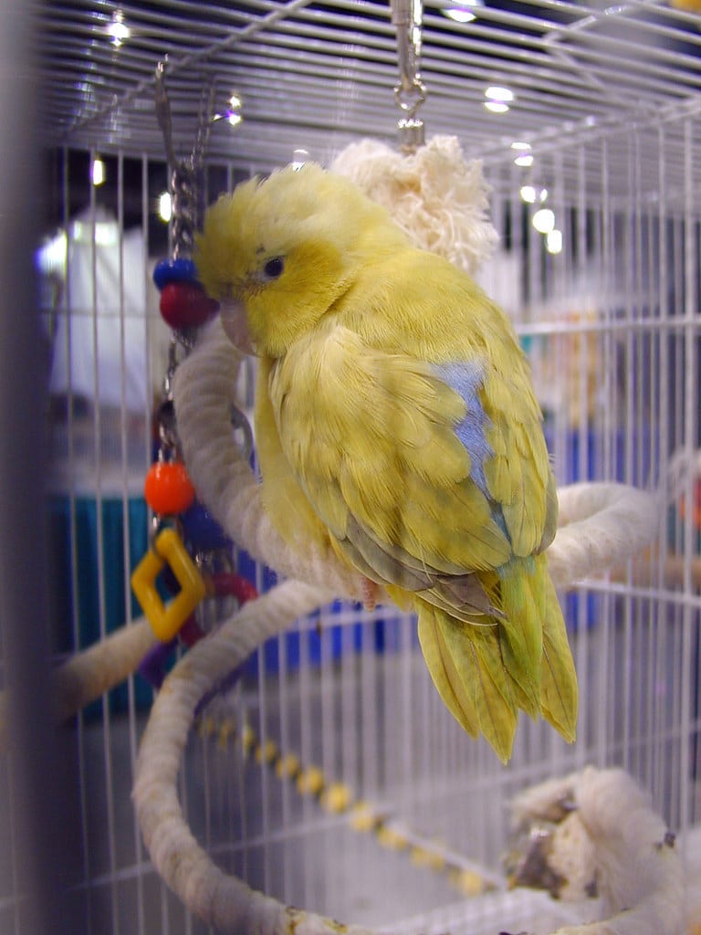 Pacific Parrotlet