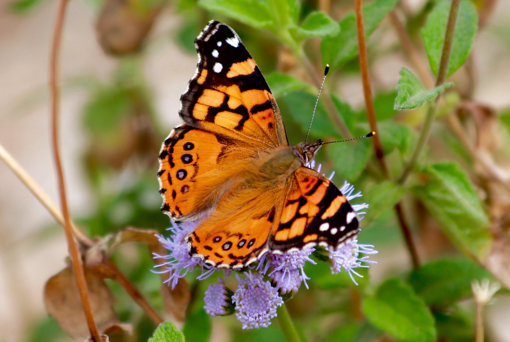Painted Lady - Types of Butterflies in Alaska 