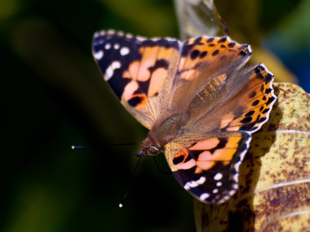 Painted Lady Butterfly