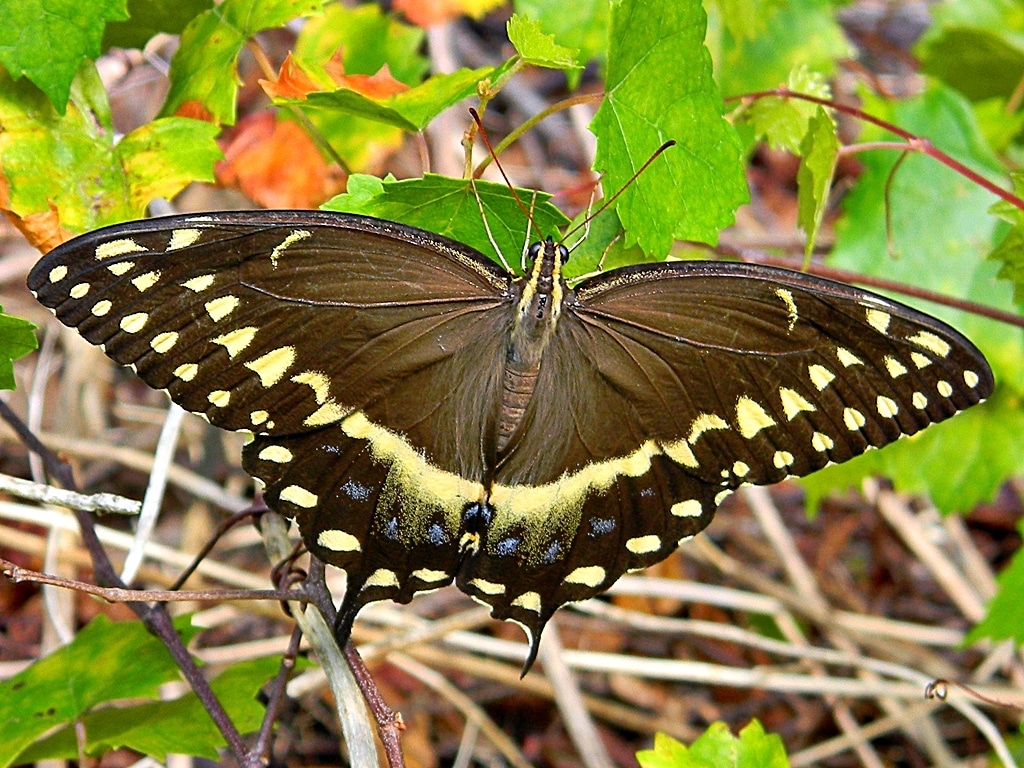 Palamedes Swallowtail Butterfly 
