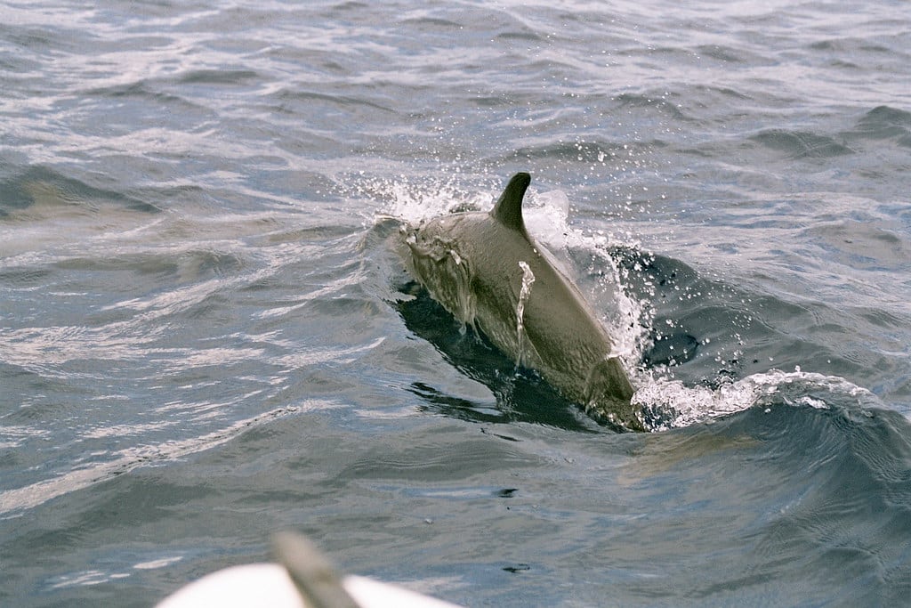 Pantropical Spotted Dolphin