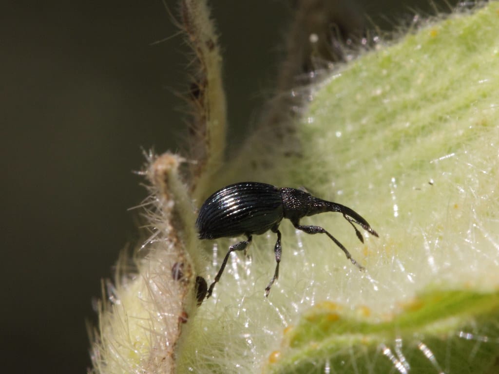 Pear-shaped Weevil