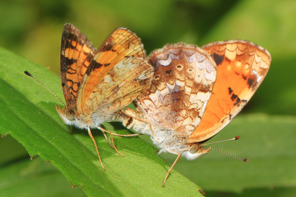 Pearl Crescent - Types of Butterflies in Vermont 