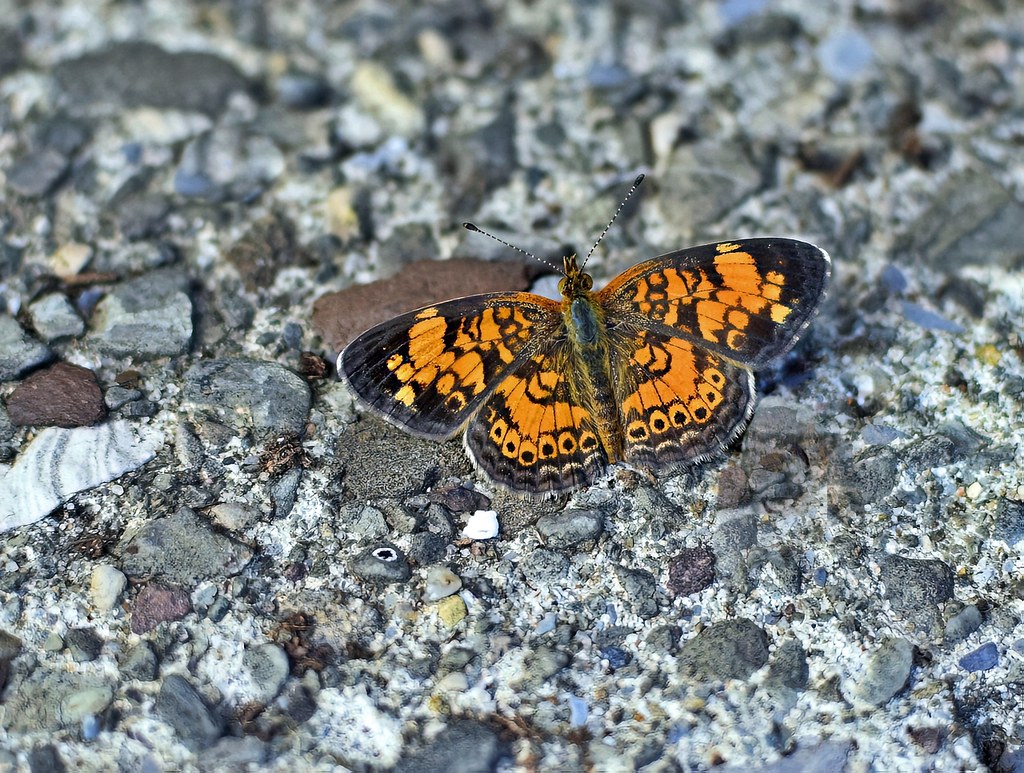 Pearl Crescent Butterfly