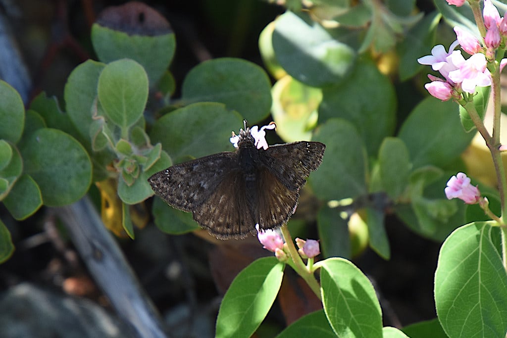 Persius Duskywing