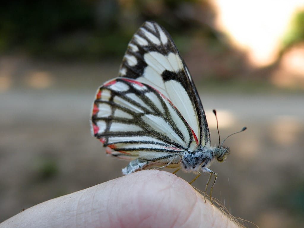 Pine White butterfly