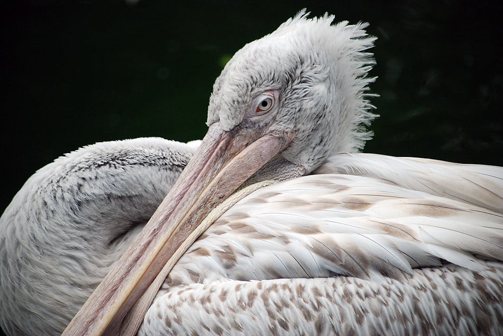 Pink-Backed Pelican